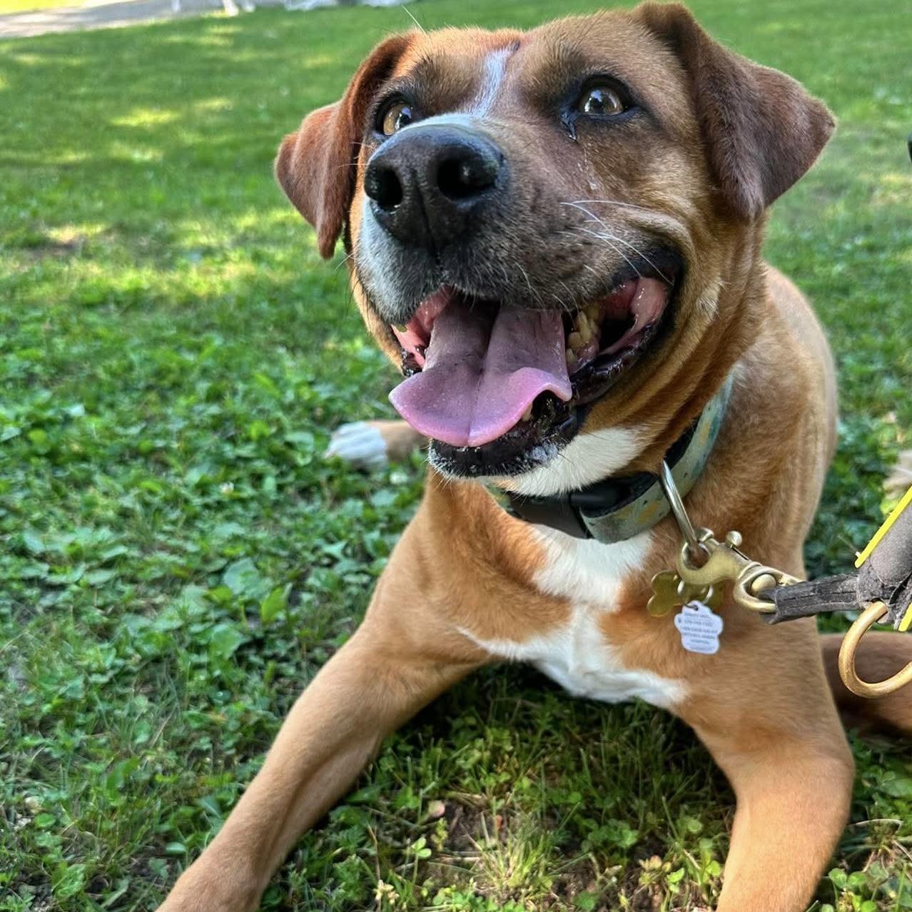 Felice, ADOPTABLE, Senior Female Mixed Breed & Labrador Retriever.