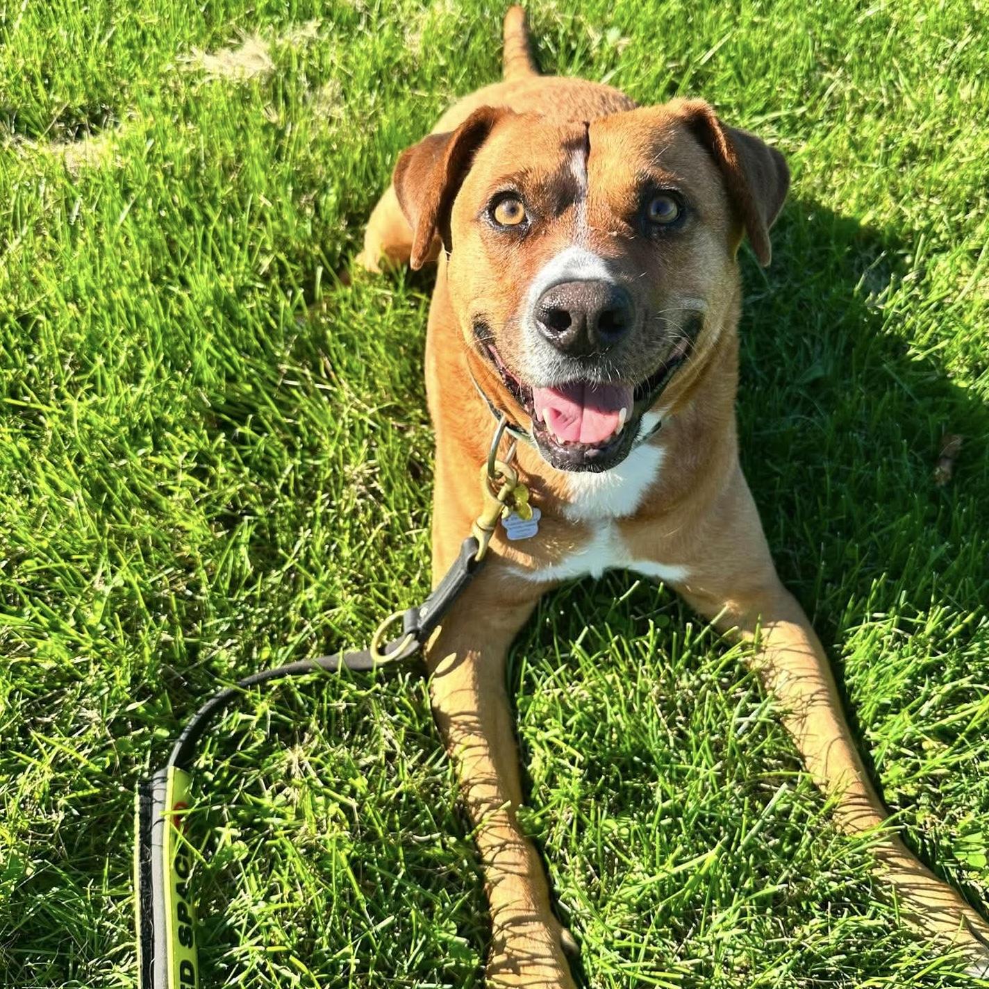 Felice, a ADOPTABLE mixed breed in Barrie, ON image 3/6