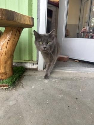 Billy, ADOPTABLE, Adult Male Domestic Long Hair.