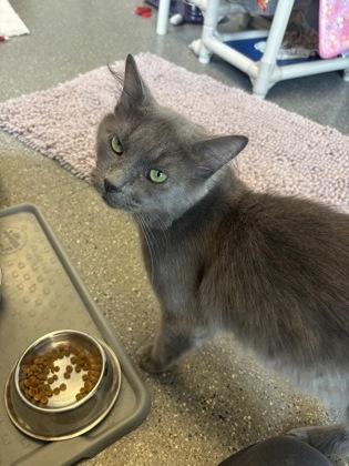 Enlarge Billy, a ADOPTABLE Domestic Long Hair in Lansing, MI image 2/4
