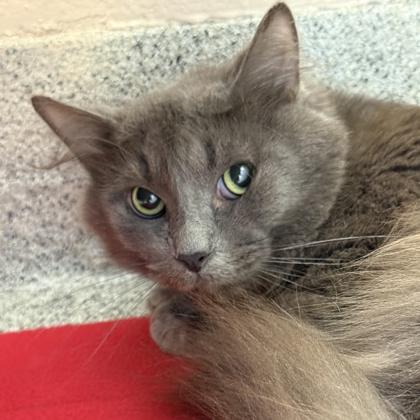 Enlarge Billy, a ADOPTABLE Domestic Long Hair in Lansing, MI image 3/4