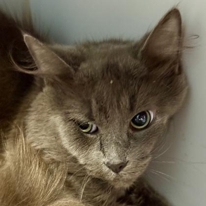 Enlarge Billy, a ADOPTABLE Domestic Long Hair in Lansing, MI image 4/4