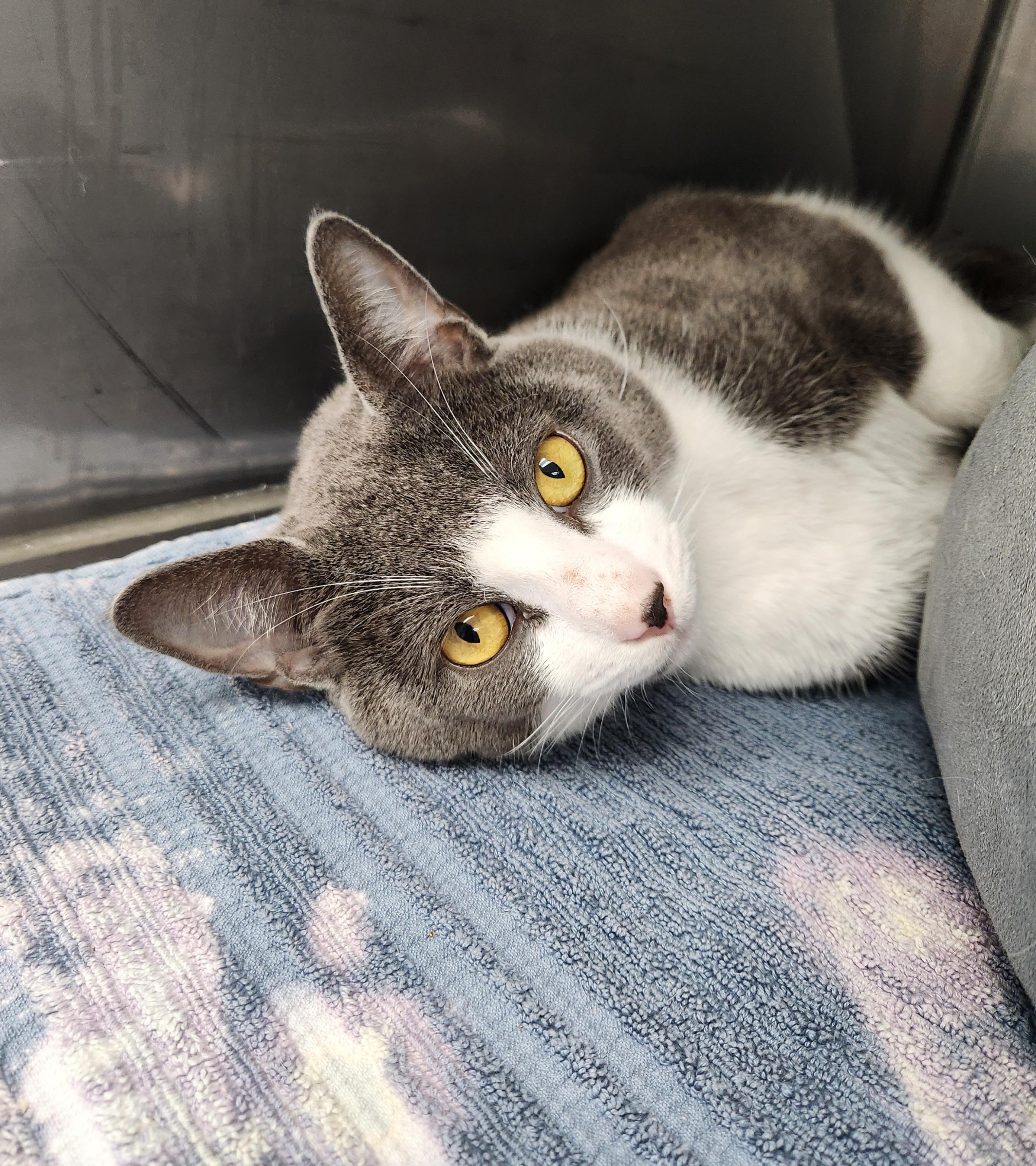 Misho, Adult Male unknown