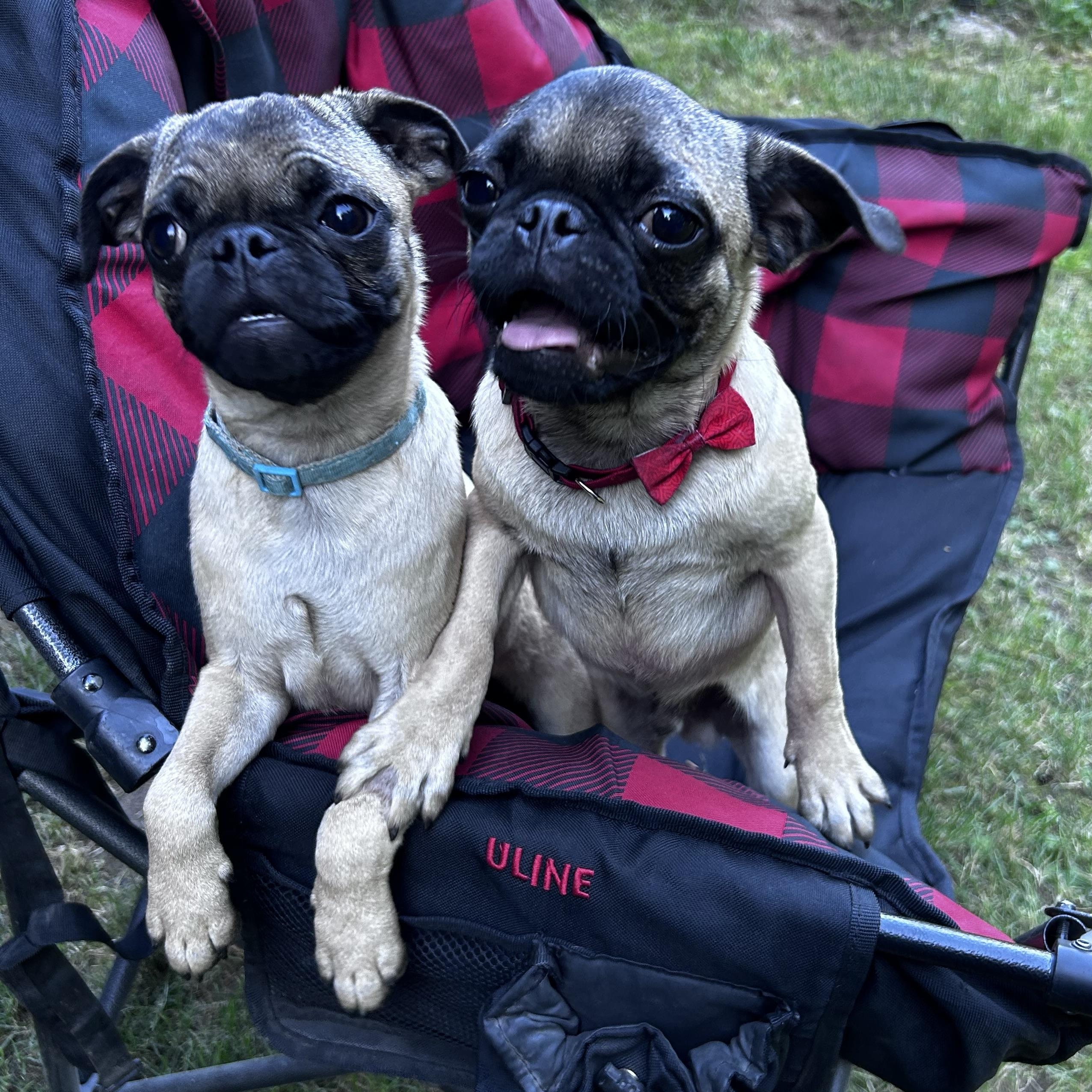 PUG PUPS, an adopted Pug in Abbotsford, BC image 4/5