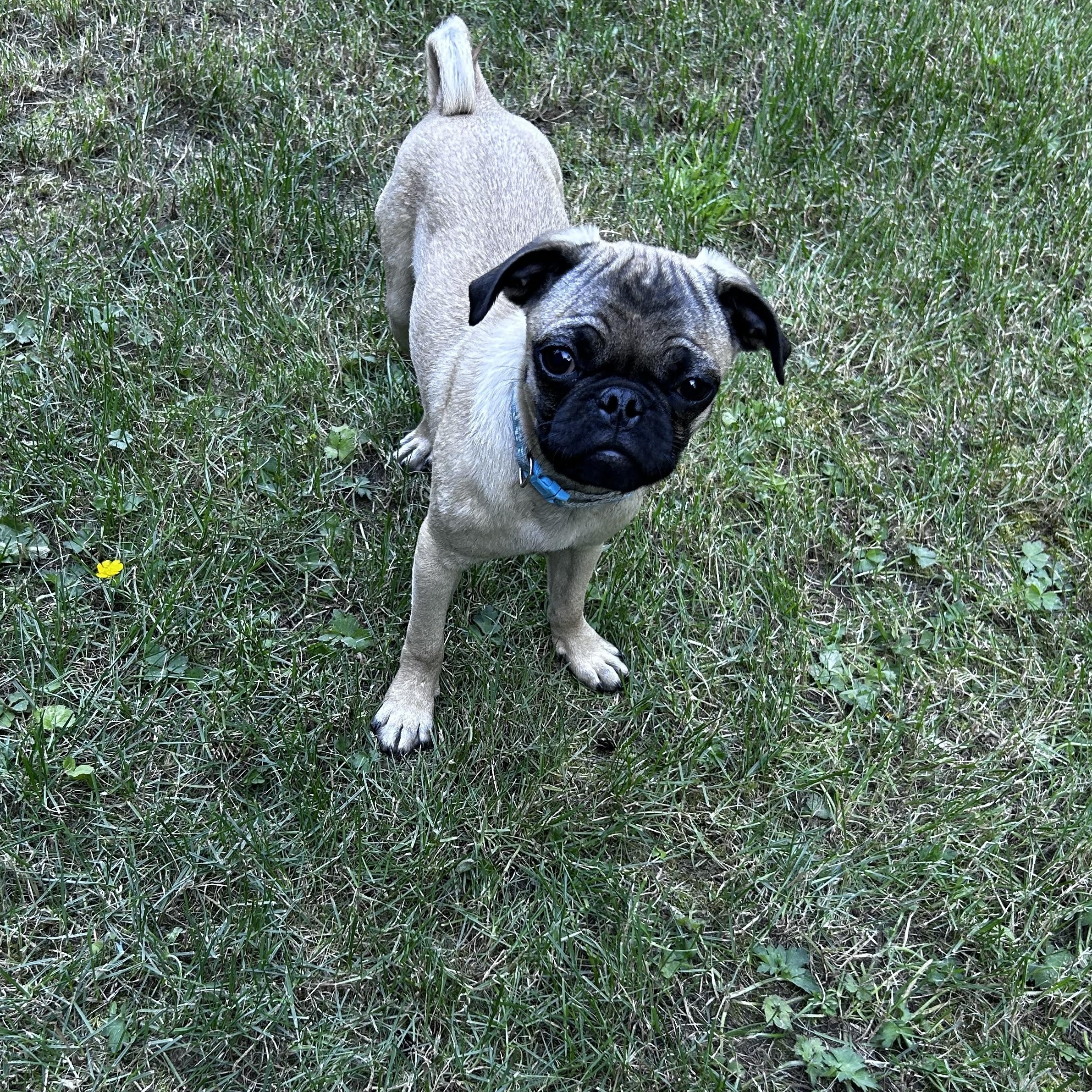 PUG PUPS, an adopted Pug in Abbotsford, BC image 5/5