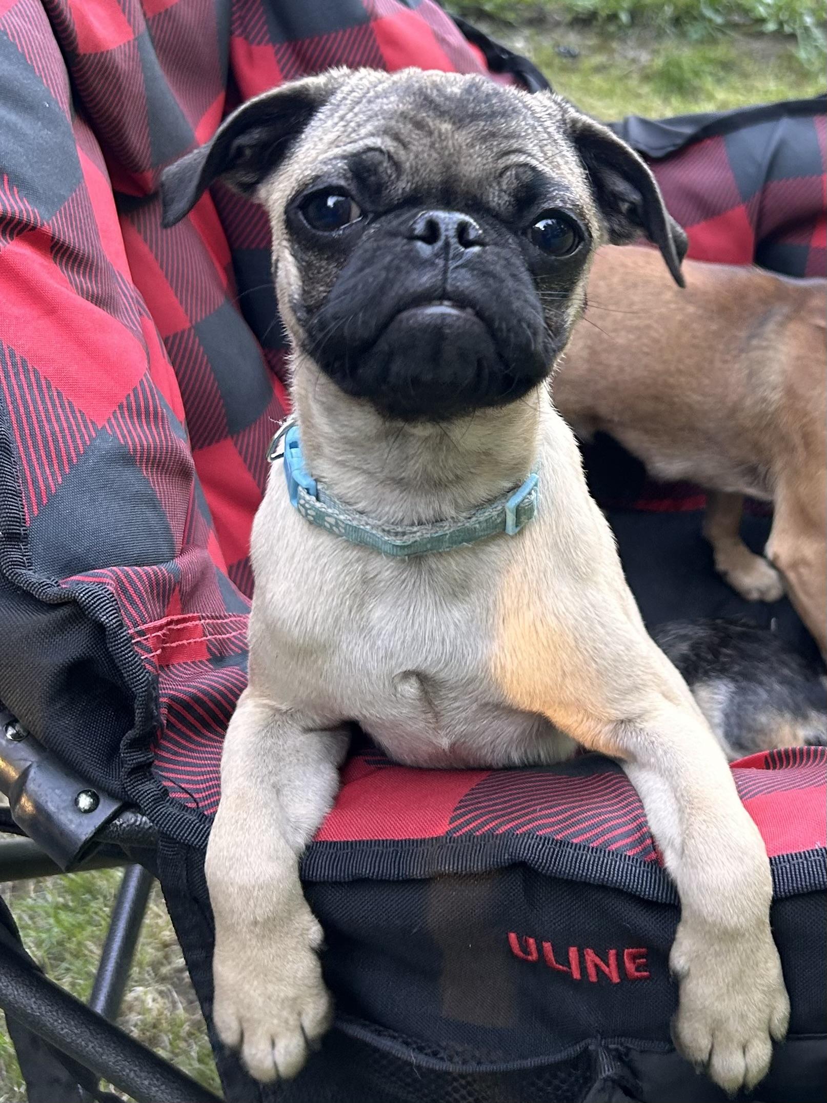 PUG PUPS, an adopted Pug in Abbotsford, BC image 3/5