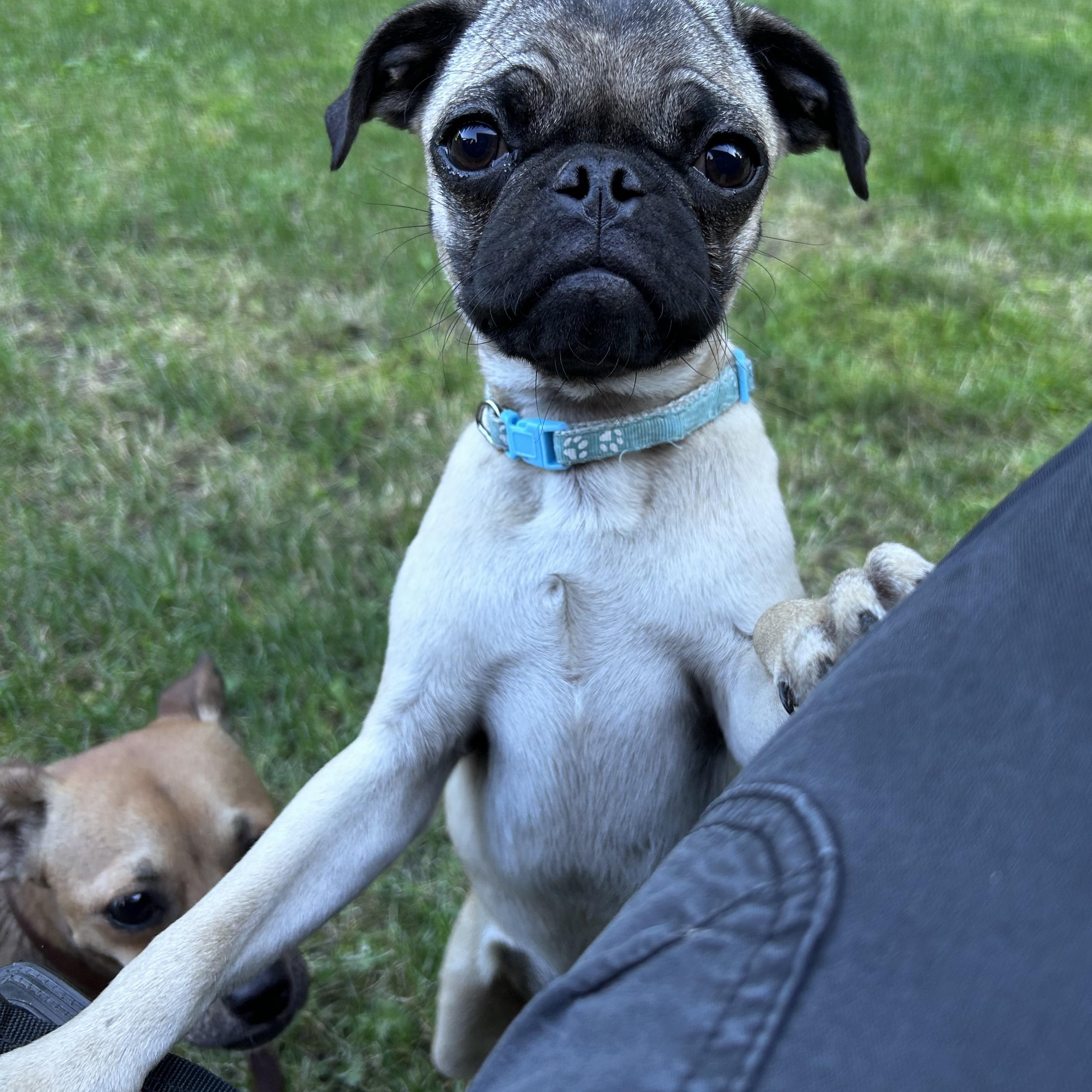 PUG PUPS, adopted, Puppy Female Pug.