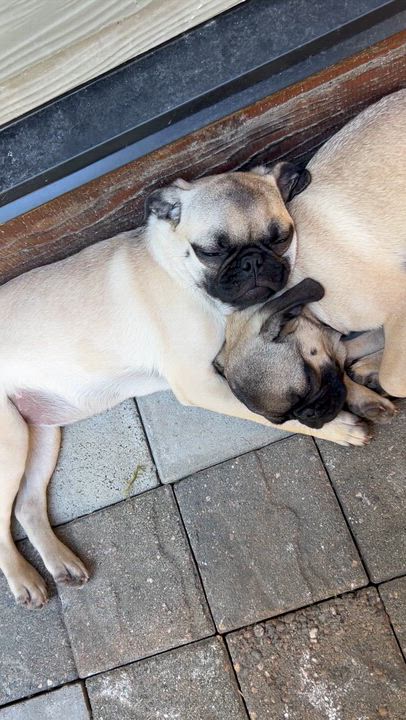 Enlarge PUG PUPS, an adopted Pug in Abbotsford, BC video 2/5