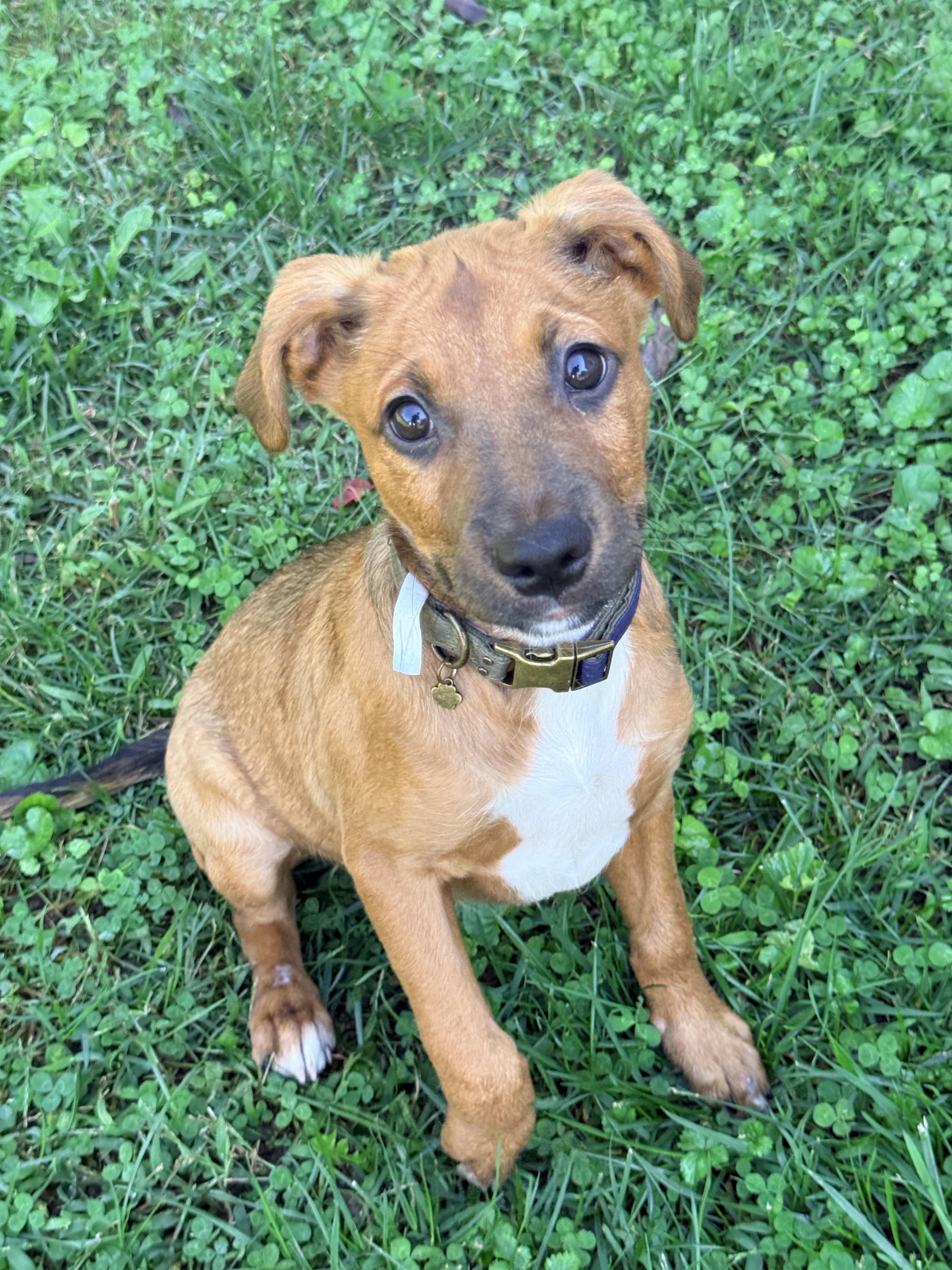 Acorn, Adoptable, Puppy Male Beagle & Pit Bull Terrier.