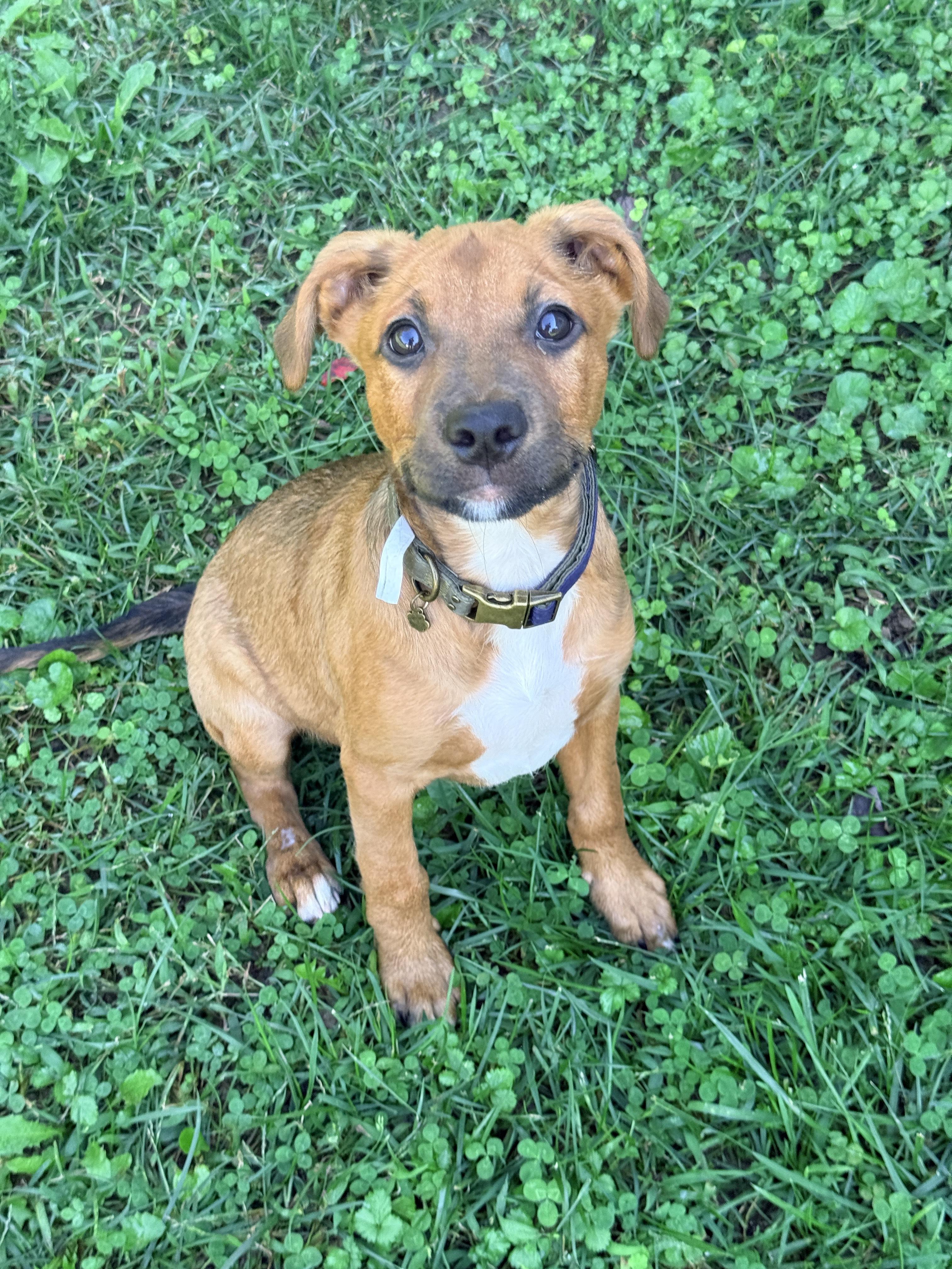 Enlarge Acorn, a Adoptable mixed breed in Columbia, MD image 2/3