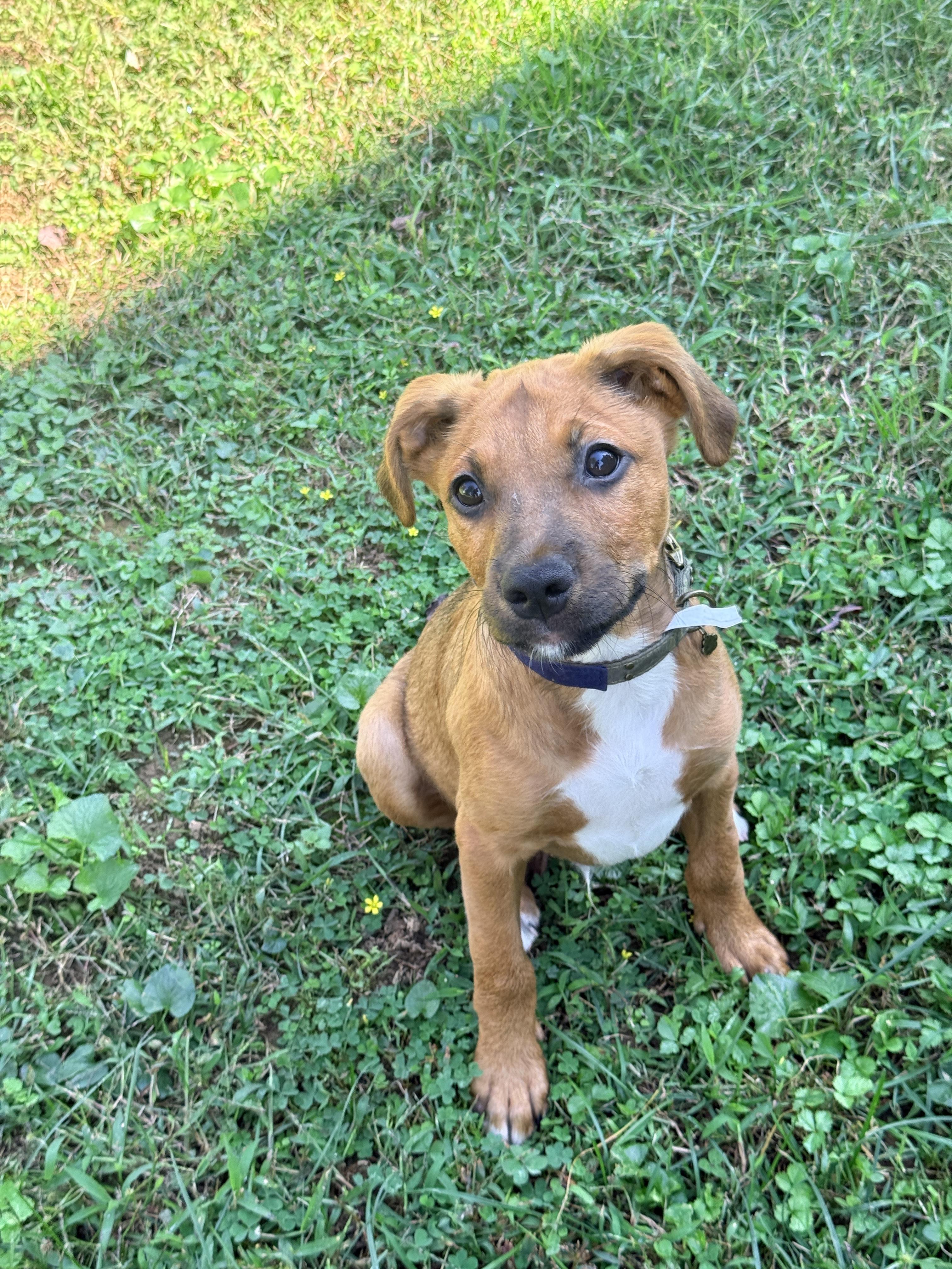 Enlarge Acorn, a Adoptable mixed breed in Columbia, MD image 3/3