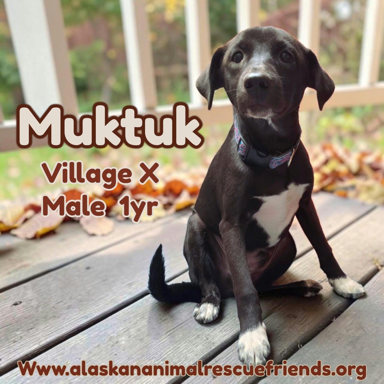 Muktuk, Adoptable, Adult Male Spaniel & Husky.