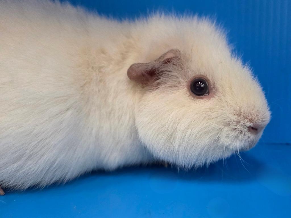 Enlarge Elliott, a Adoptable mixed breed in Lewisville, TX image 1/2