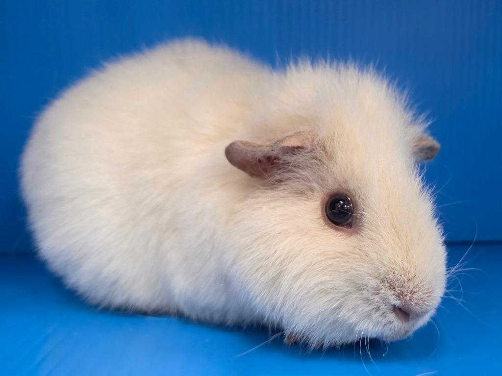 Enlarge Elliott, a Adoptable mixed breed in Lewisville, TX image 2/2