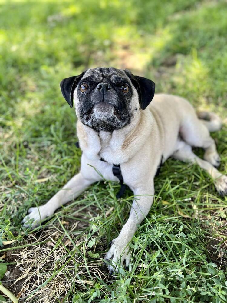 Gizmo, Adoptable, Adult Male Pug.