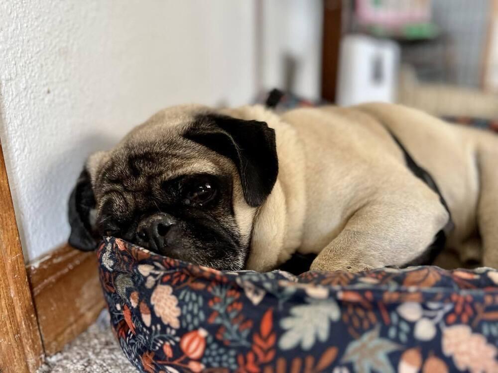 Enlarge Gizmo, a Adoptable Pug in Eagle, ID image 2/5