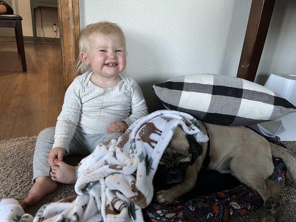 Enlarge Gizmo, a Adoptable Pug in Eagle, ID image 3/5