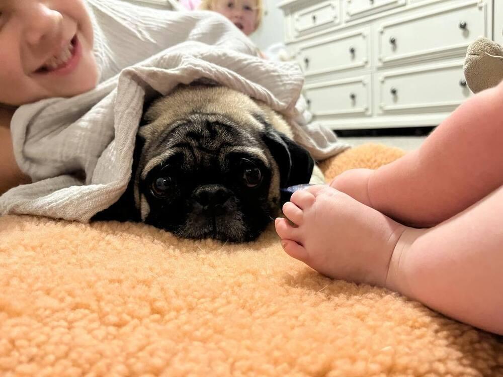 Enlarge Gizmo, a Adoptable Pug in Eagle, ID image 4/5