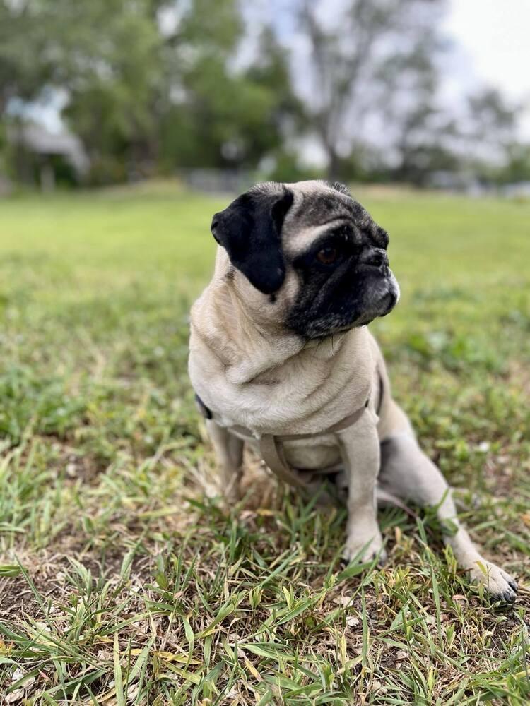 Enlarge Gizmo, a Adoptable Pug in Eagle, ID image 5/5