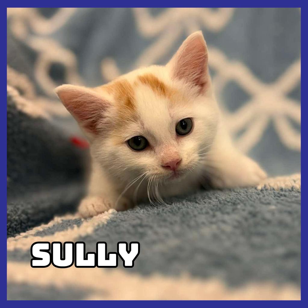 Sully, Adoptable, Kitten Male Domestic Medium Hair.