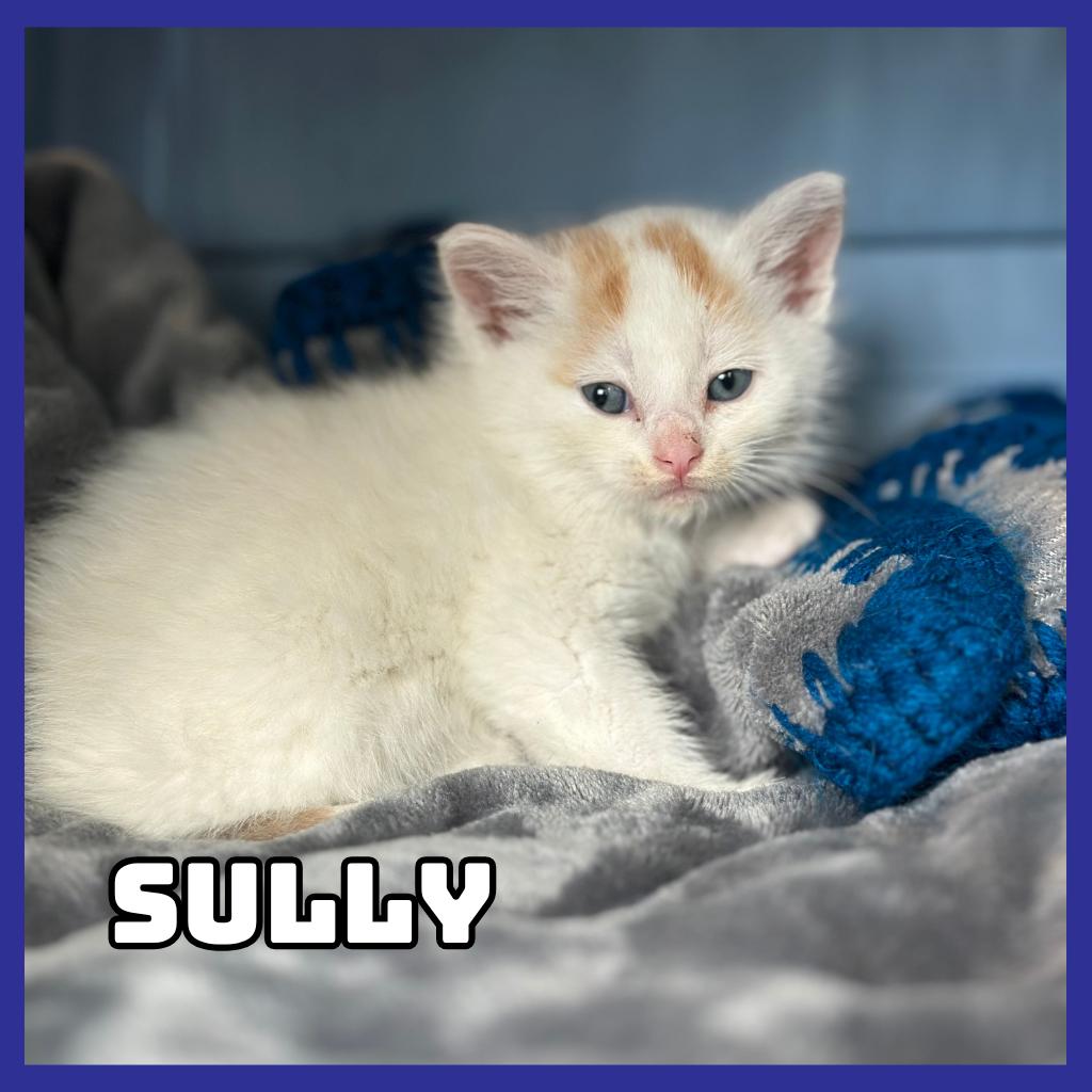 Sully, a Adoptable Domestic Medium Hair in Glenwood, MN image 2/2