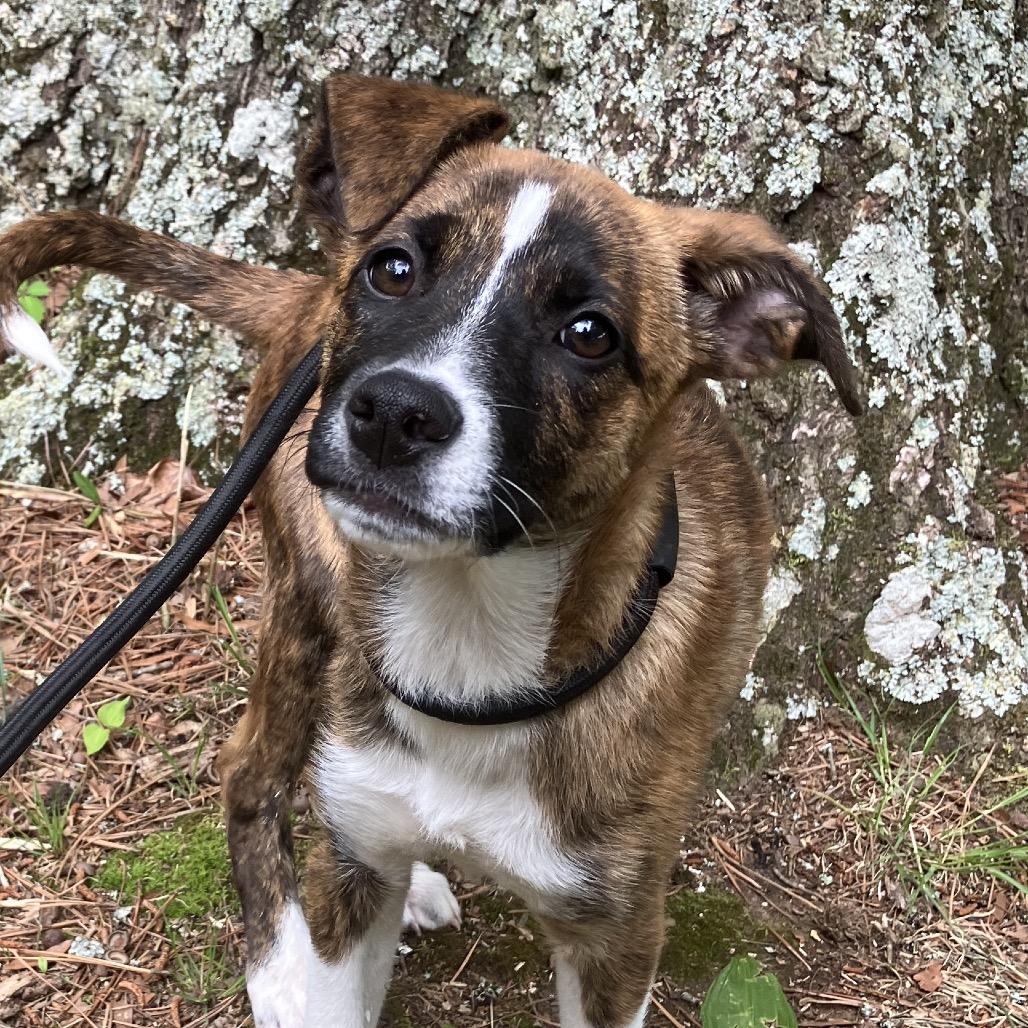 Enlarge Becky, a Adoptable mixed breed in Pulaski, TN image 1/4