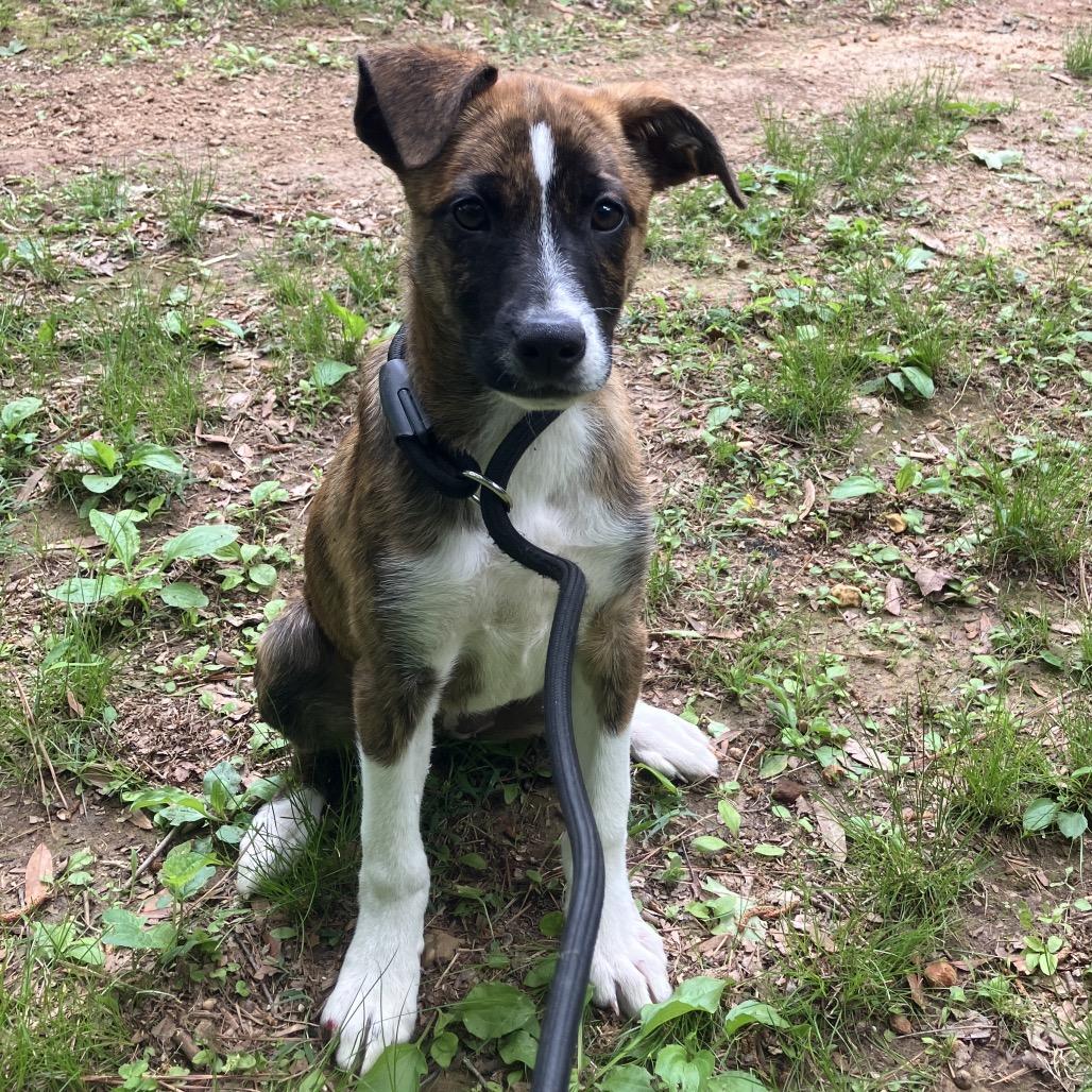 Enlarge Becky, a Adoptable mixed breed in Pulaski, TN image 2/4