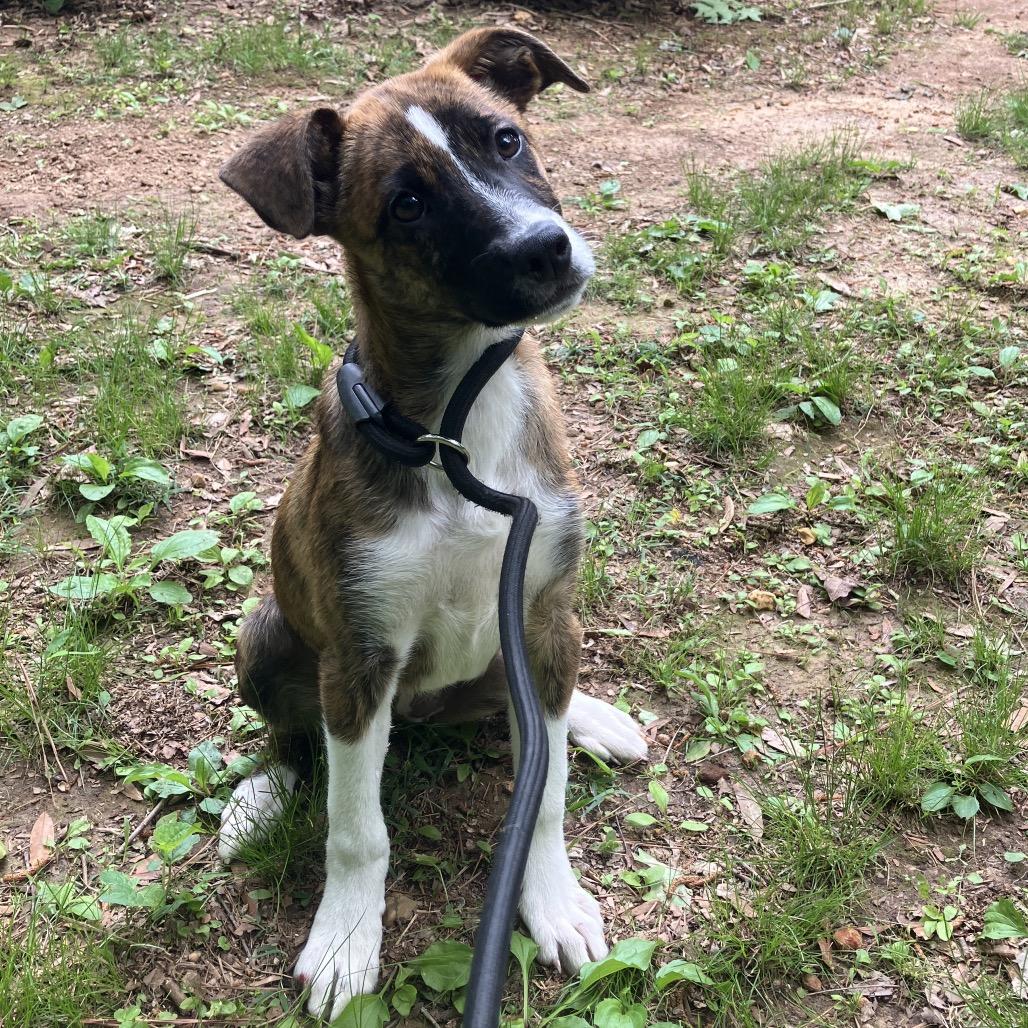 Enlarge Becky, a Adoptable mixed breed in Pulaski, TN image 3/4