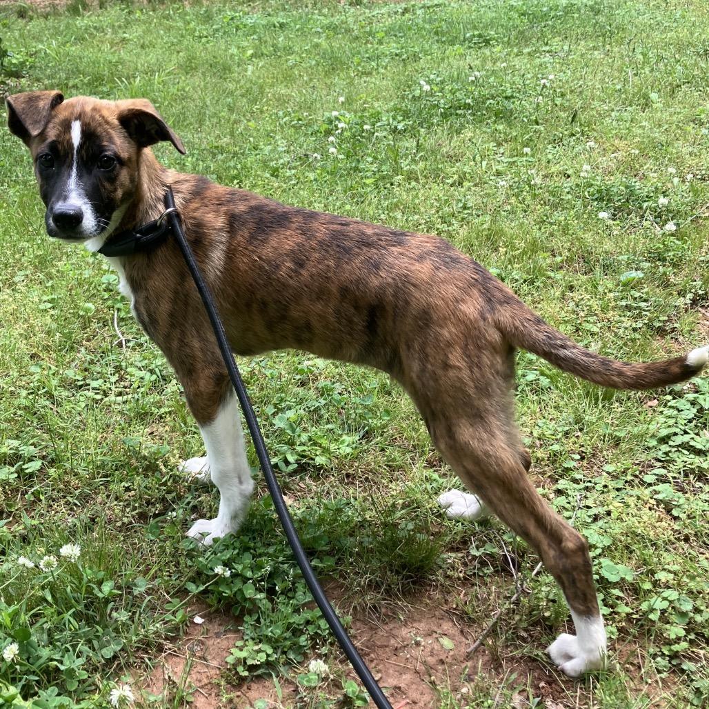 Enlarge Becky, a Adoptable mixed breed in Pulaski, TN image 4/4