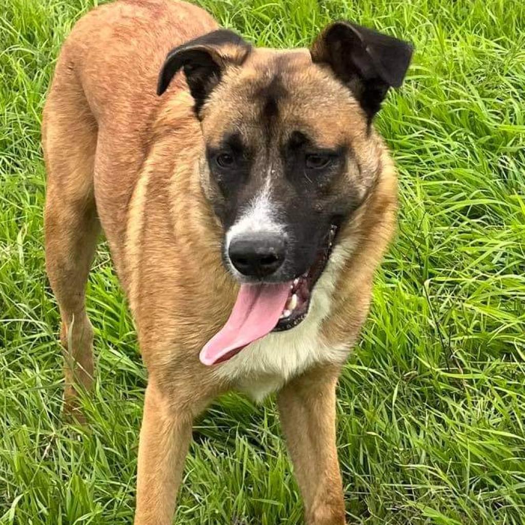 Dodger JuM, a Adoptable mixed breed in Springfield, MO image 6/6