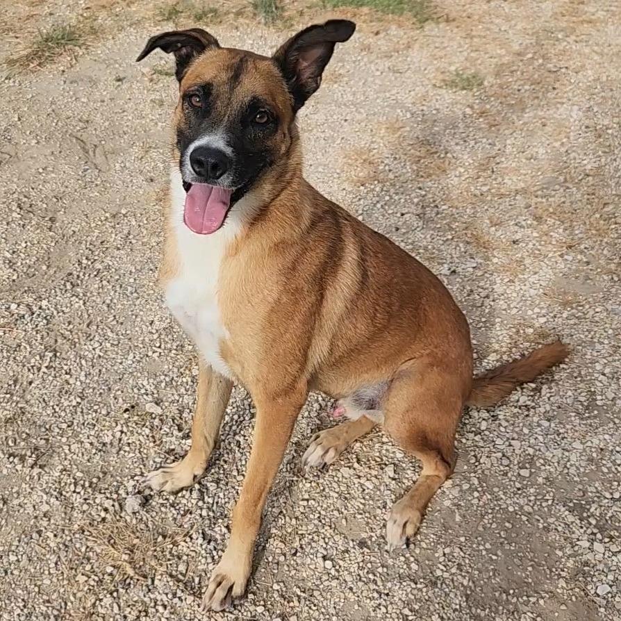 Dodger JuM, a Adoptable mixed breed in Springfield, MO image 4/6