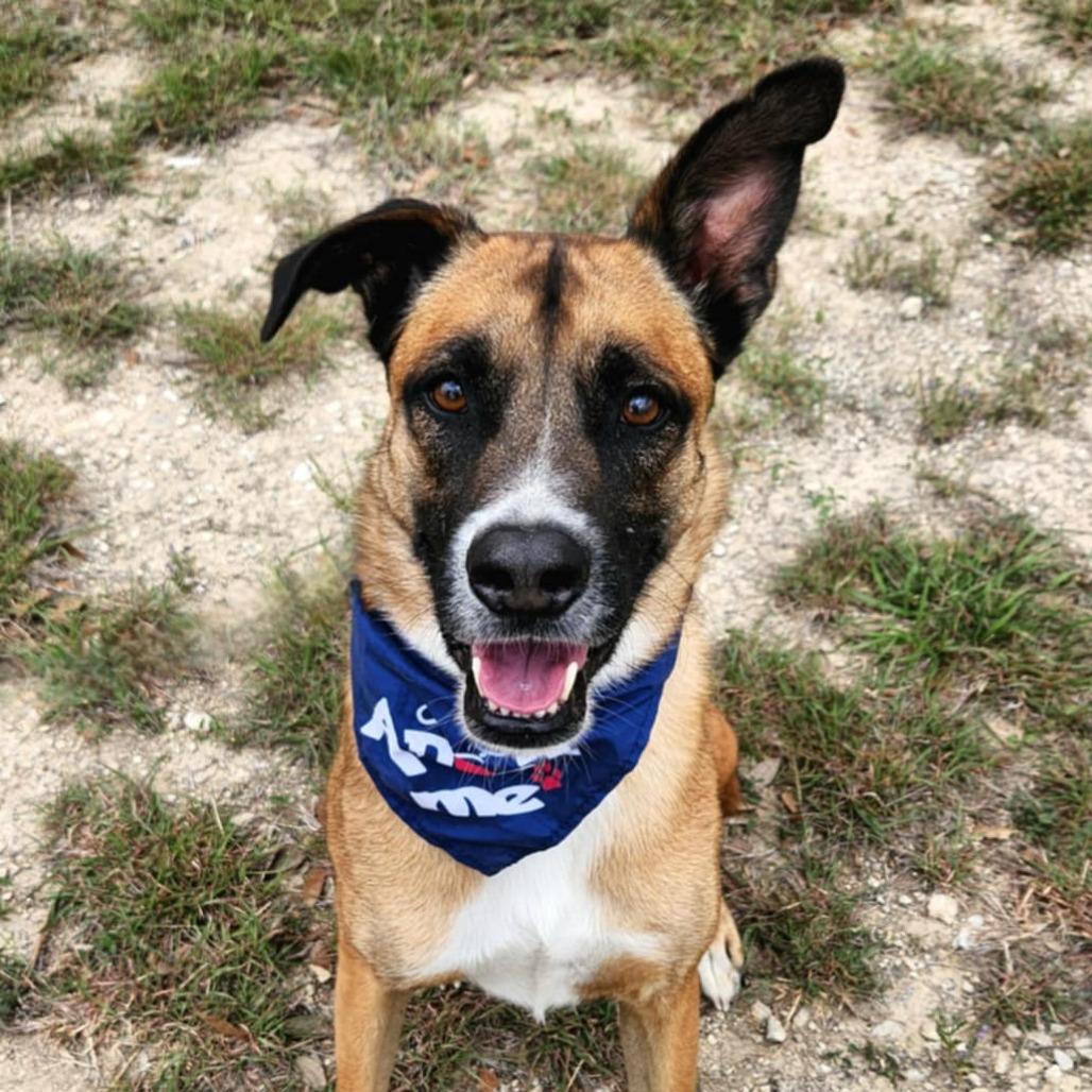 Dodger JuM, a Adoptable mixed breed in Springfield, MO image 1/6