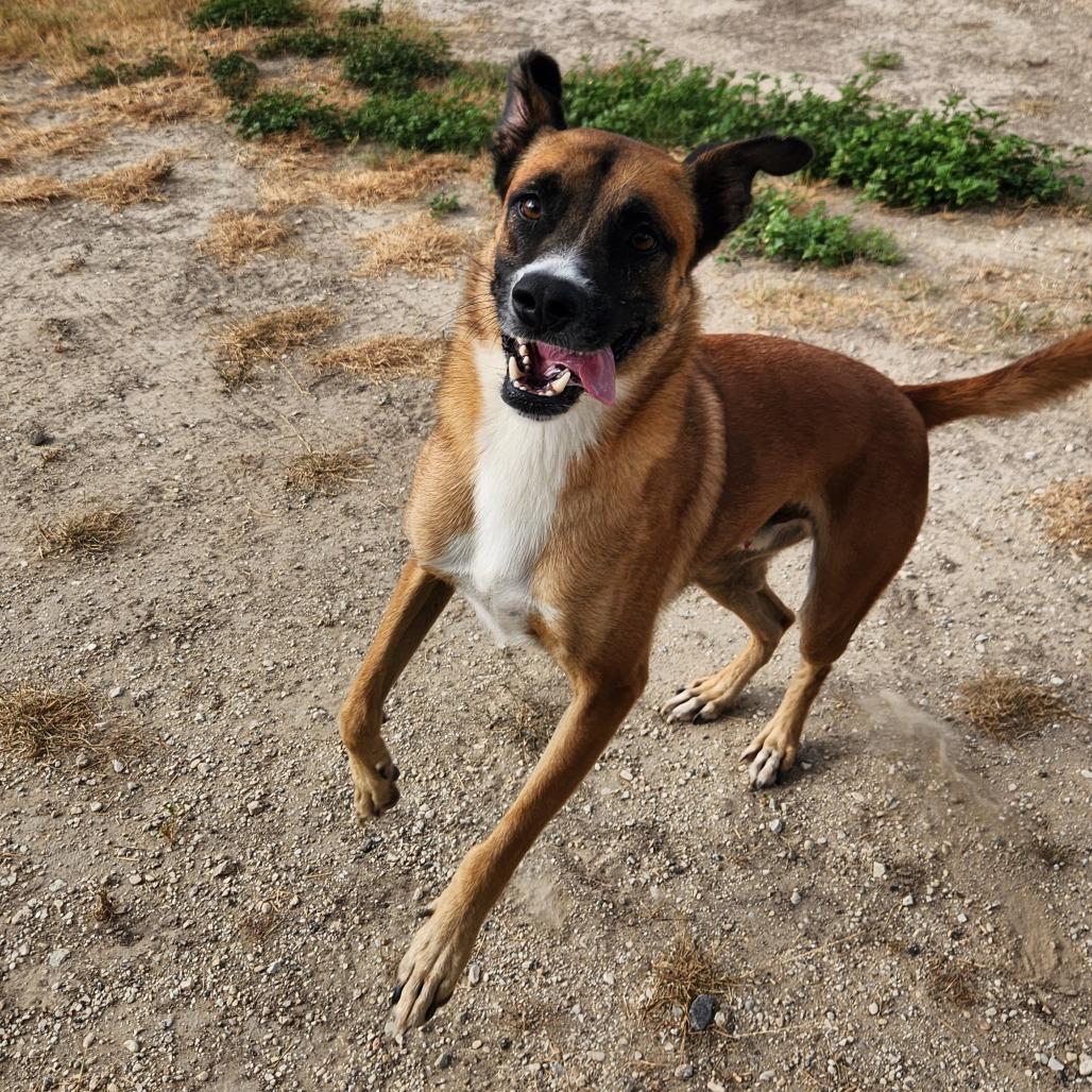 Dodger JuM, a Adoptable mixed breed in Springfield, MO image 5/6