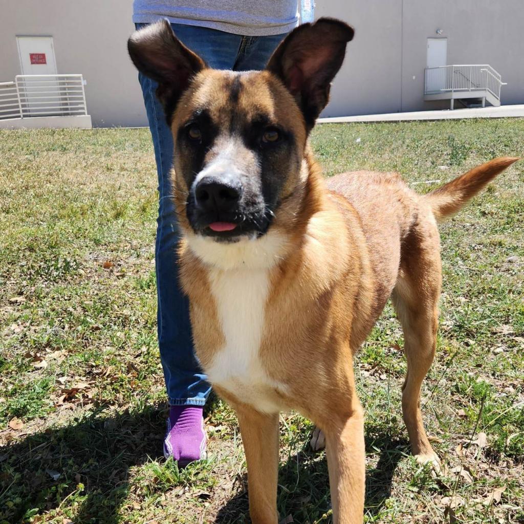 Dodger JuM, a Adoptable mixed breed in Springfield, MO image 2/6