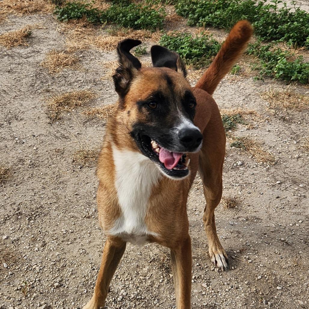 Dodger JuM, a Adoptable mixed breed in Springfield, MO image 3/6