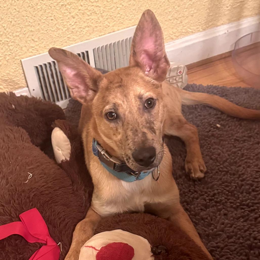 CT Payton avail Jan 31 (Old School Harley Davidson- Ellington, CT), Adoptable, Young Male Australian Shepherd & Catahoula Leopard Dog.
