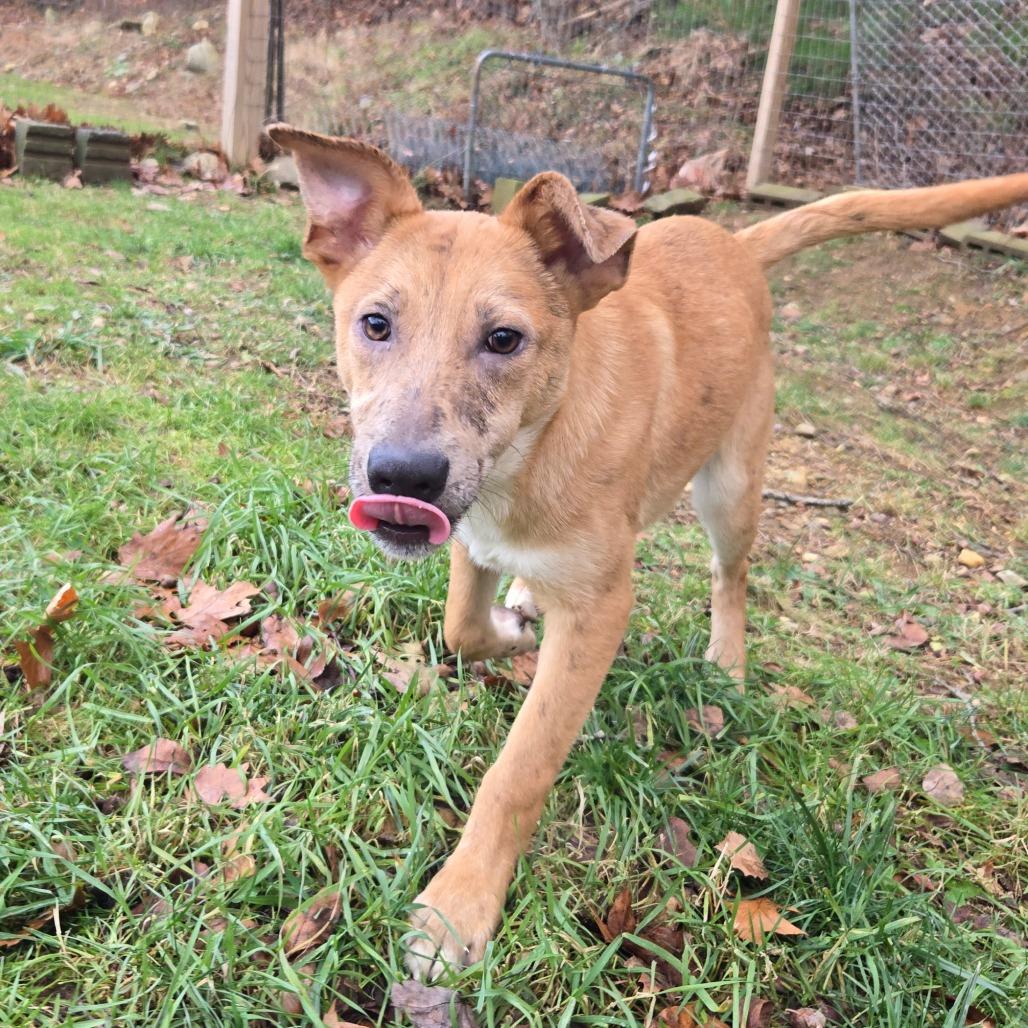 Enlarge CT Payton (Fostered in Glastonbury, CT), a Adoptable mixed breed in Eastford, CT image 5/6