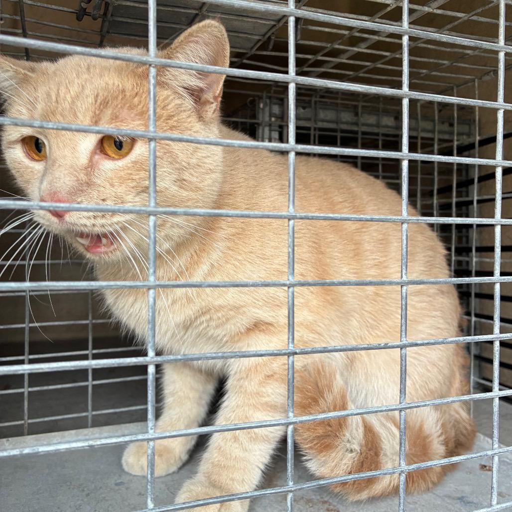 Patrick, Adoptable, Adult Male Domestic Short Hair.