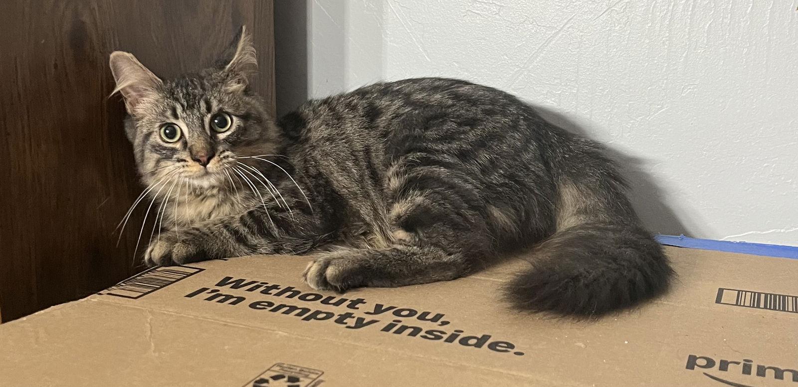 Enlarge Captain, a Adopted Domestic Short Hair in Bangs, TX image 1/1