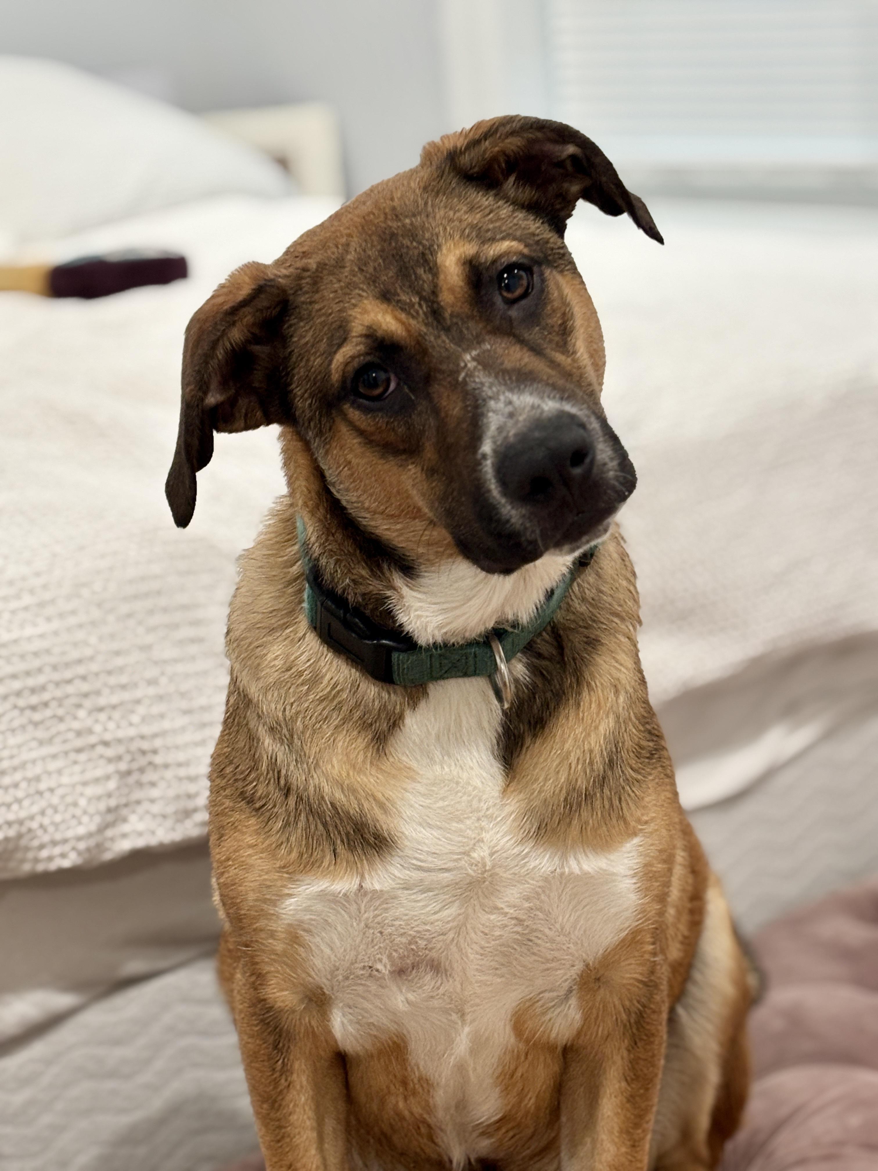 Spencer, Adoptable, Young Male Shepherd.