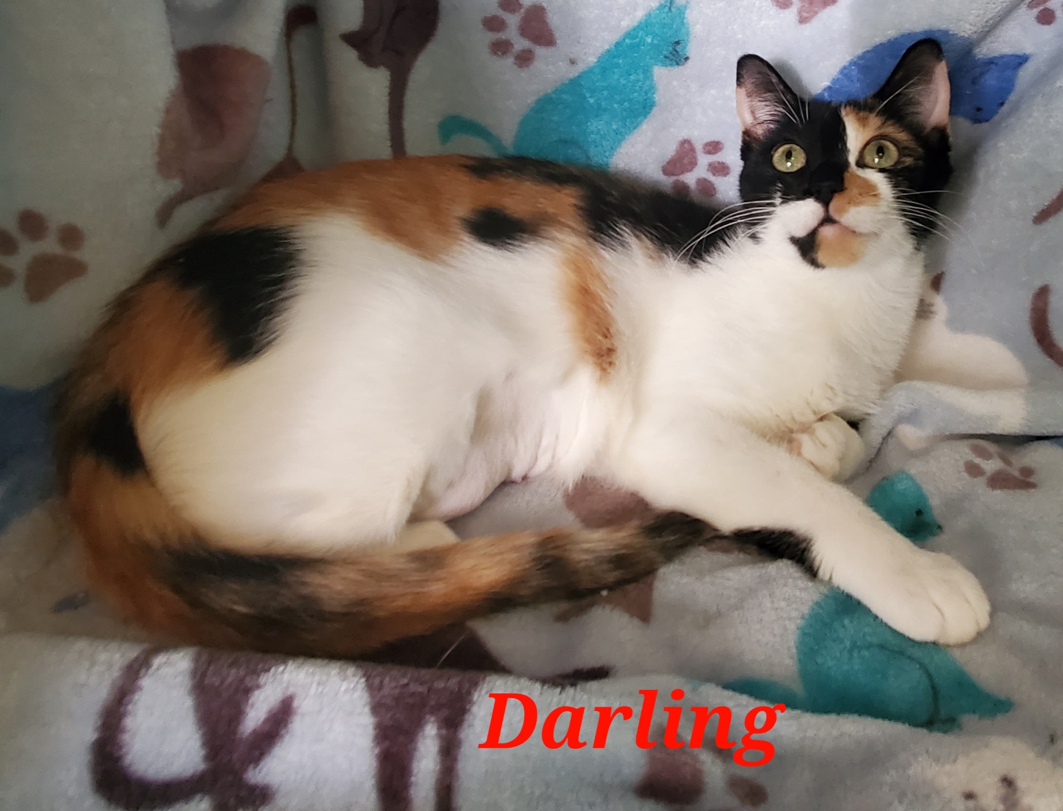 Enlarge Darling, a Adoptable mixed breed in Kissimmee, FL image 1/9