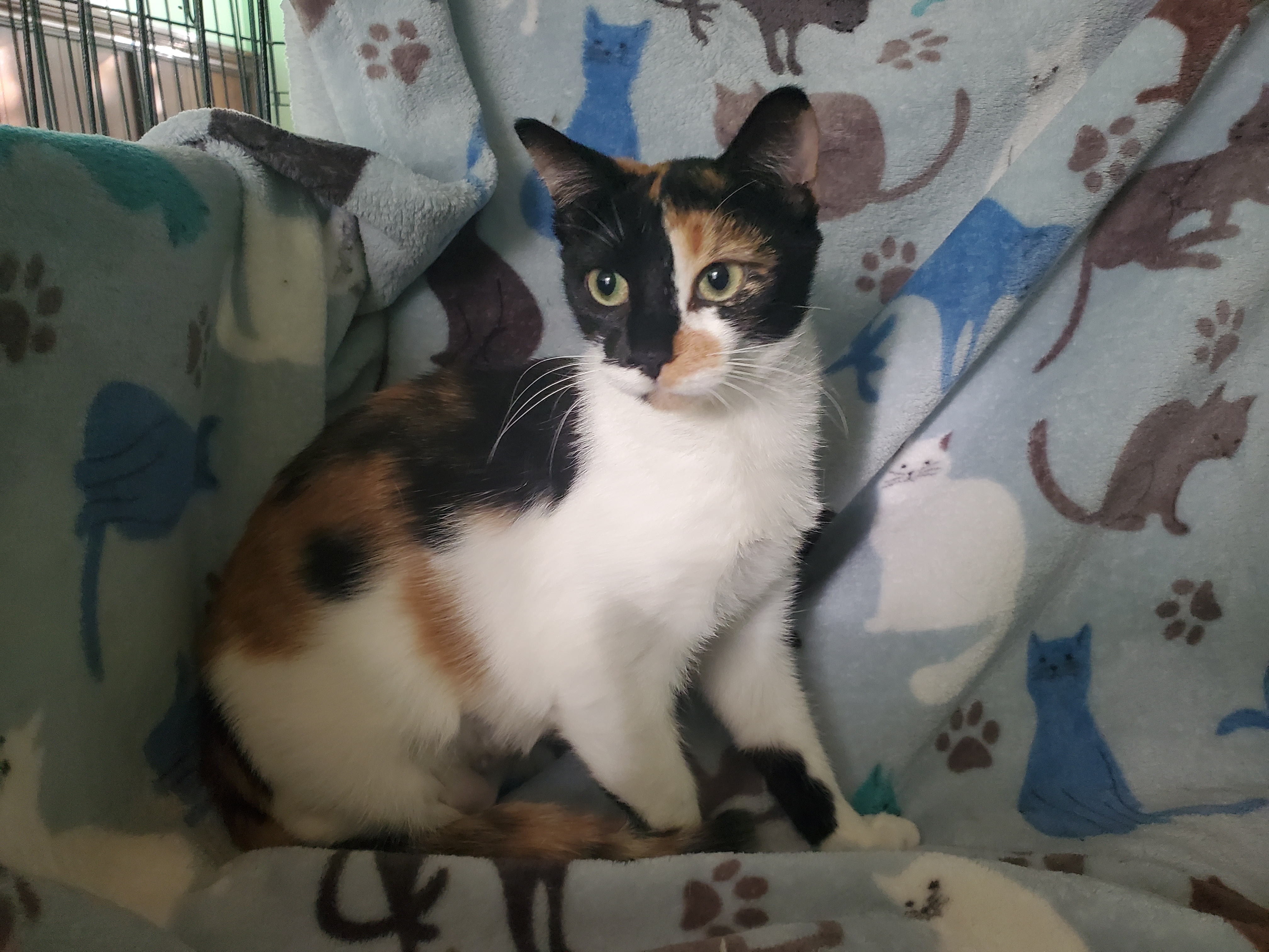 Enlarge Darling, a Adoptable mixed breed in Kissimmee, FL image 2/9