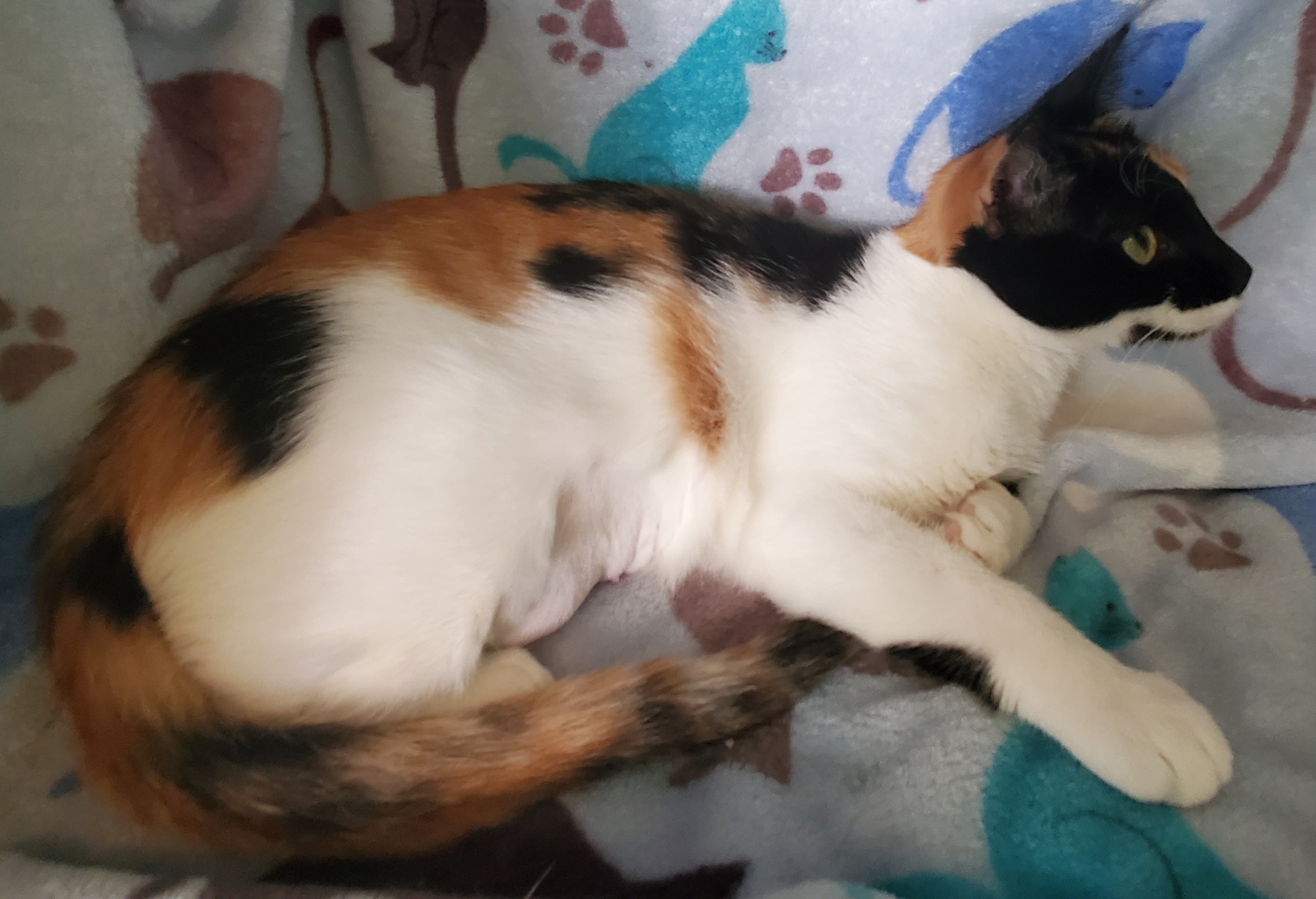 Enlarge Darling, a Adoptable mixed breed in Kissimmee, FL image 3/9