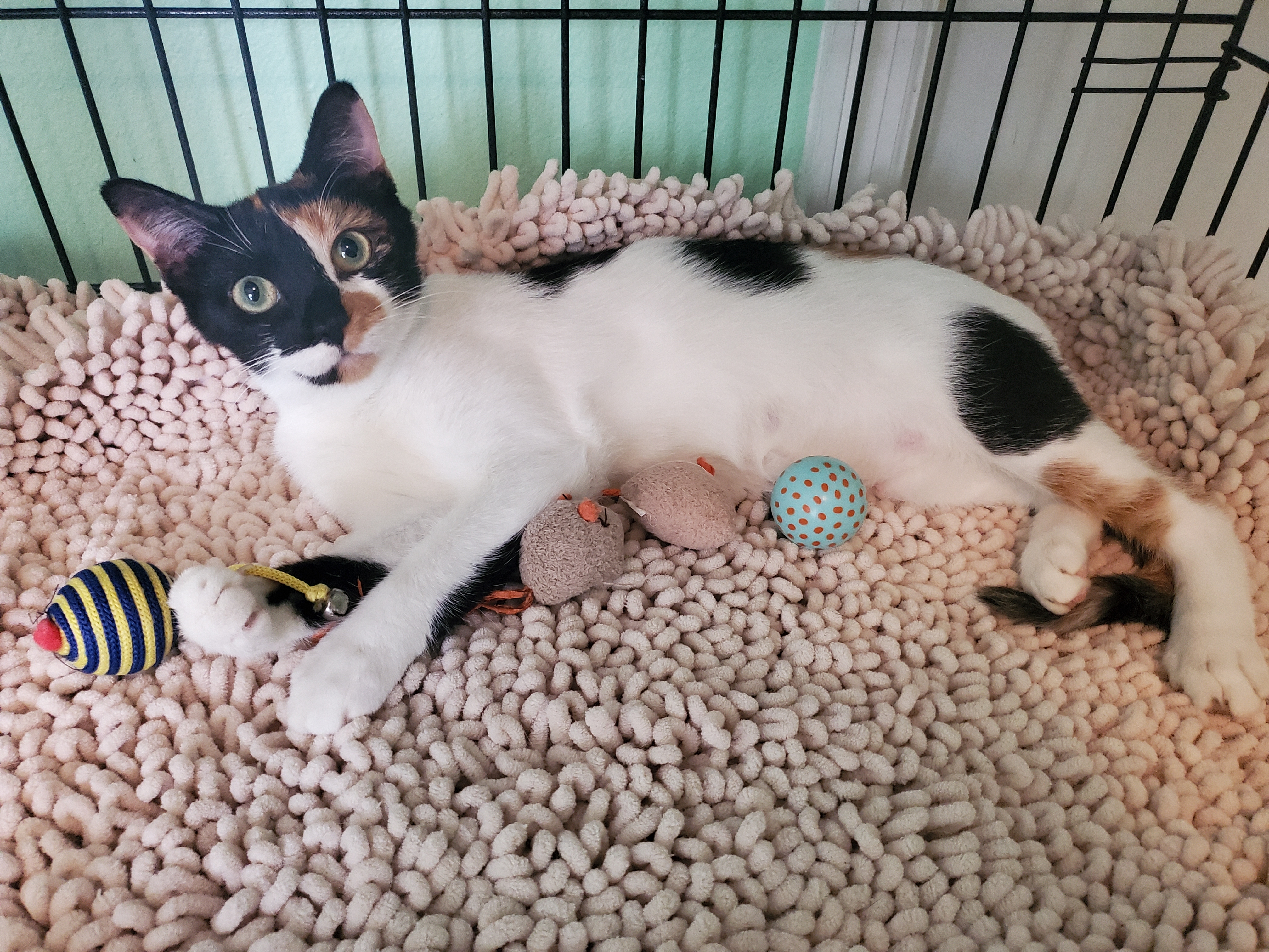 Enlarge Darling, a Adoptable mixed breed in Kissimmee, FL image 4/9