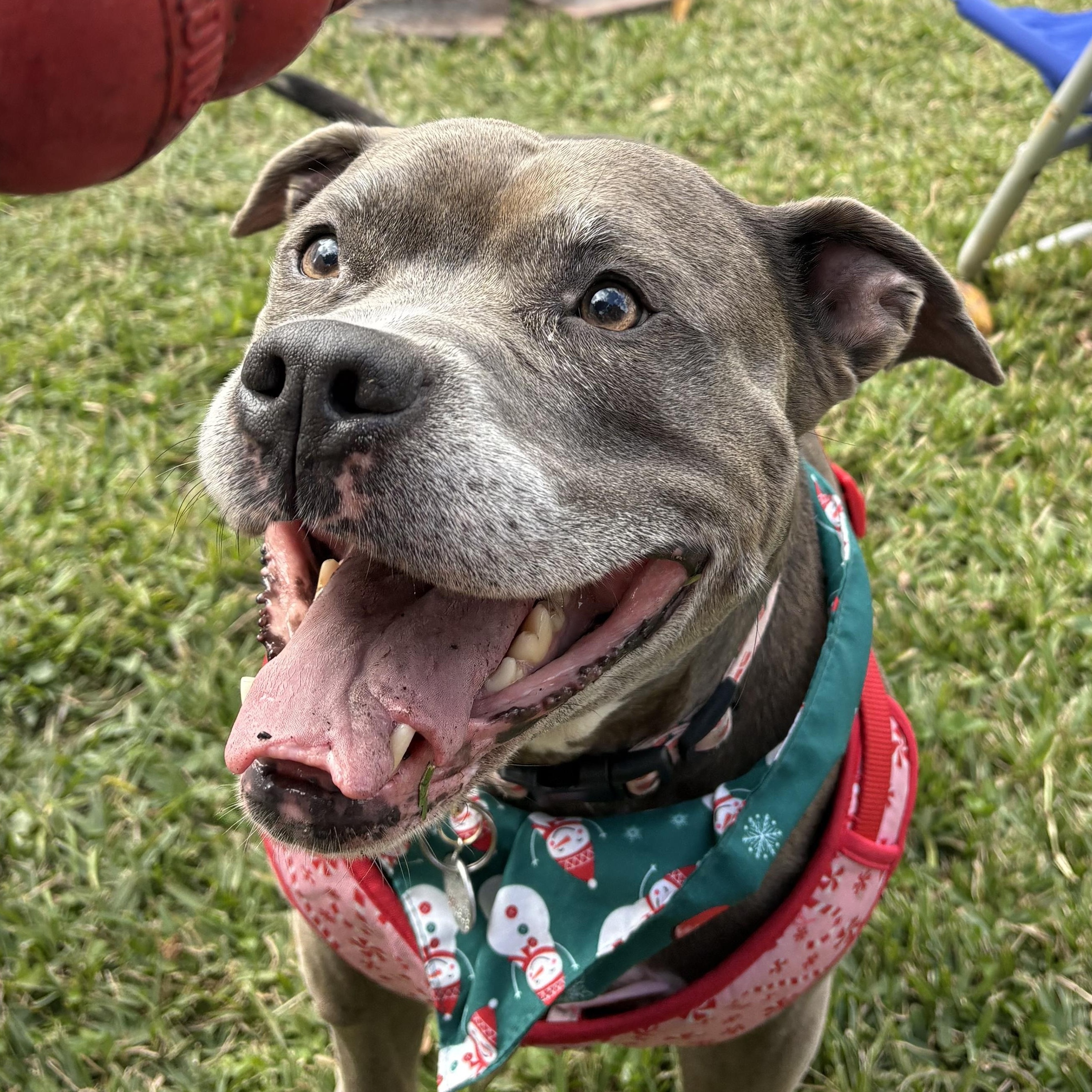 Bella (in foster care), Adoptable, Adult Female Mixed Breed.