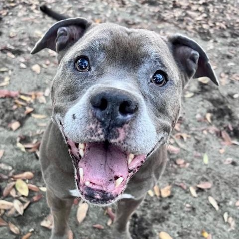 Enlarge Bella (In Foster Care), a Adoptable Mixed Breed in Charleston, SC image 1/1