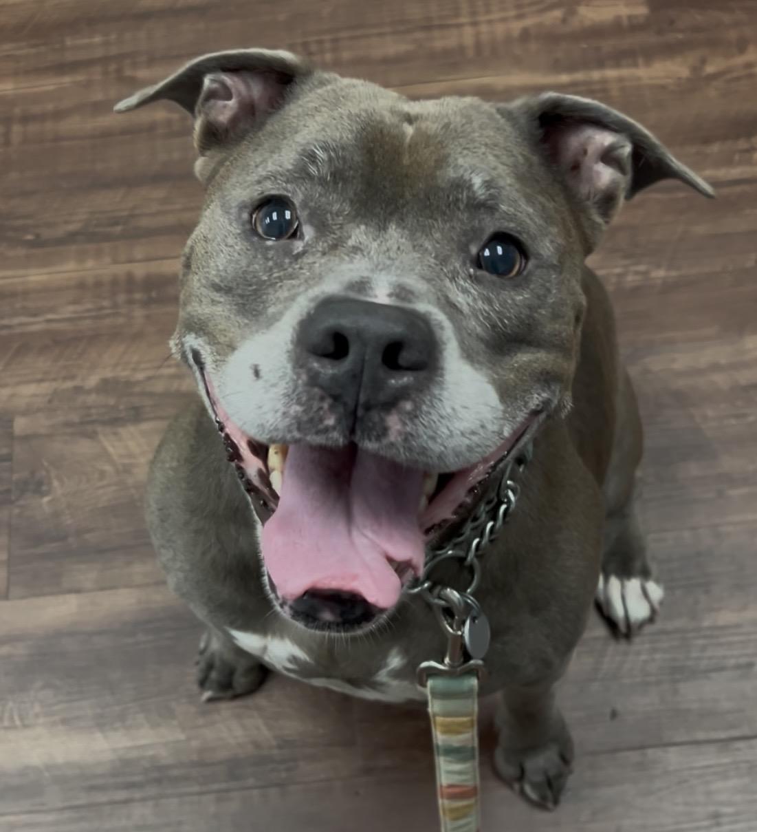 Bella (in foster care), a Adoptable Mixed Breed in Charleston, SC image 4/6