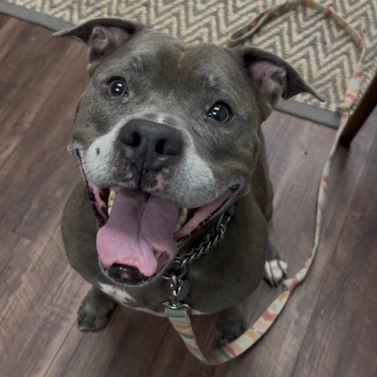 Bella (in foster care), a Adoptable Mixed Breed in Charleston, SC image 2/6