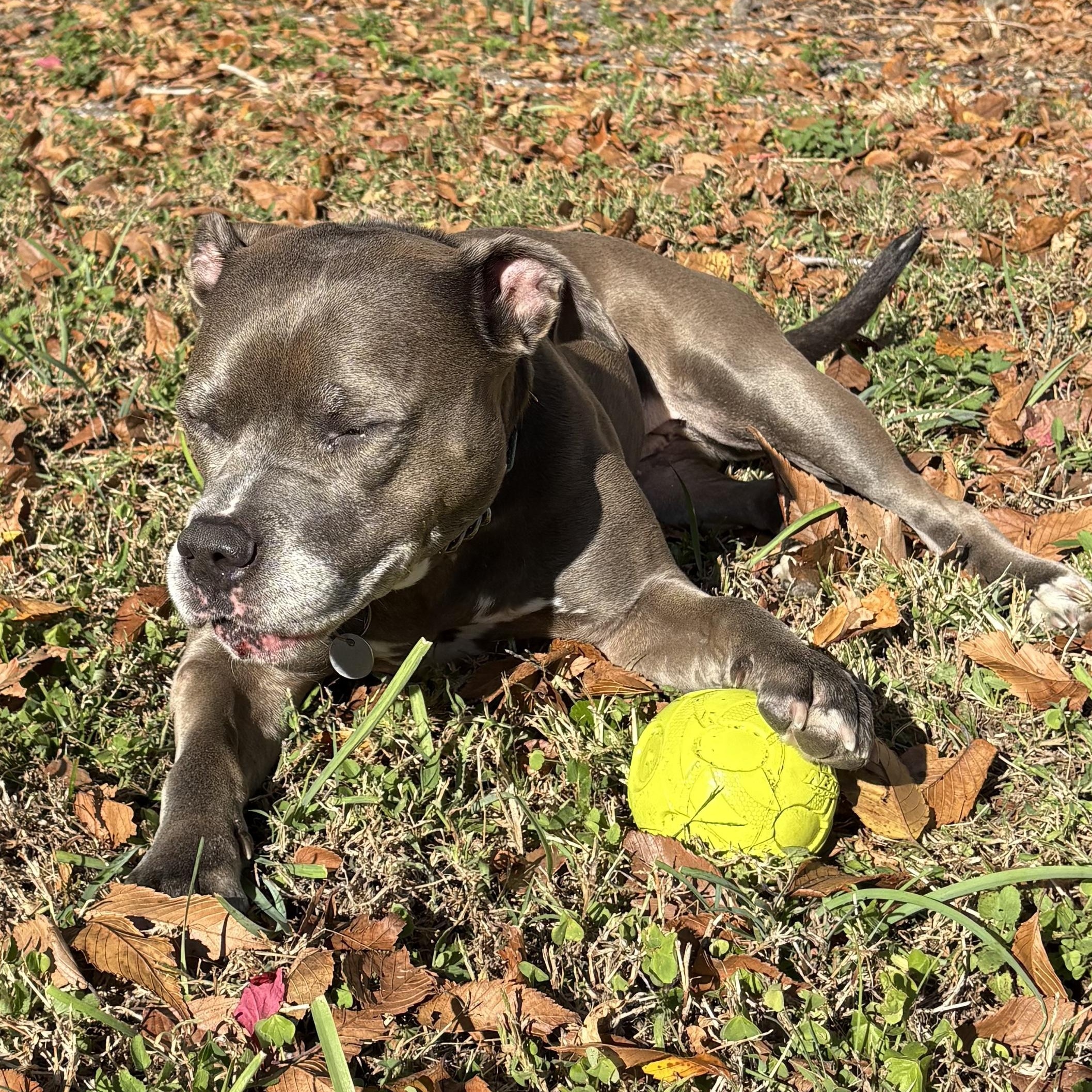 Bella (in foster care), a Adoptable Mixed Breed in Charleston, SC image 6/6