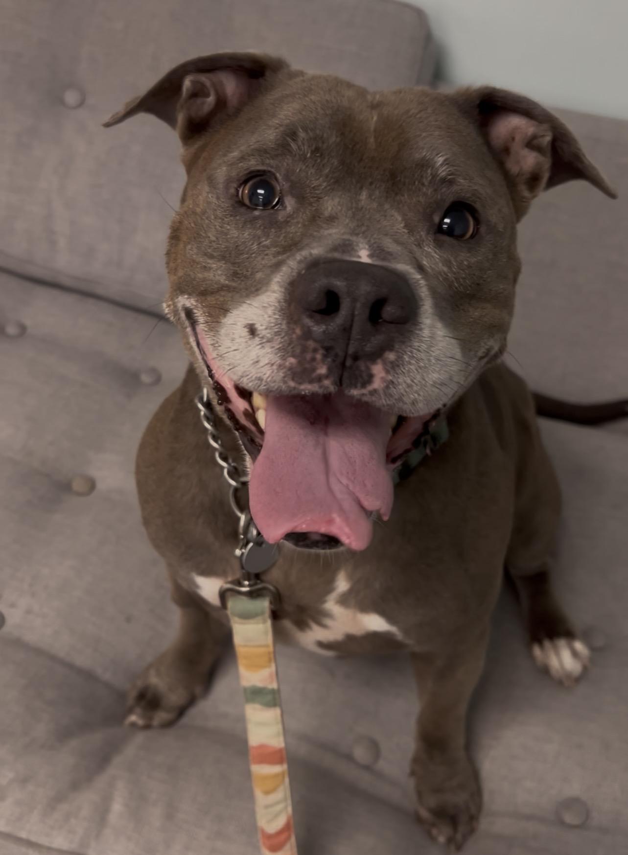 Bella (in foster care), a Adoptable Mixed Breed in Charleston, SC image 3/6